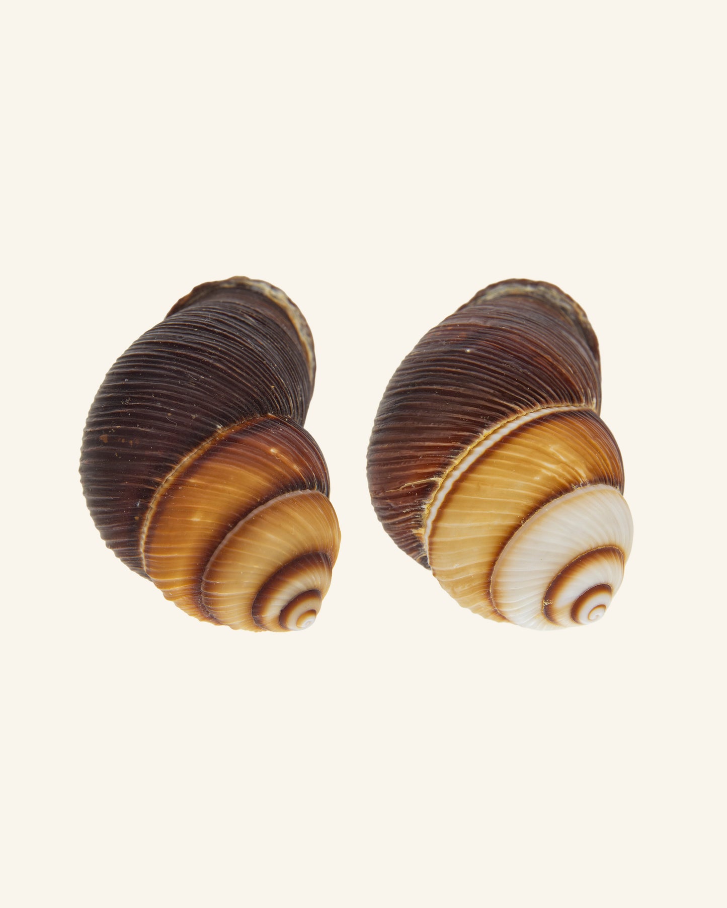 PREORDER Pendientes Bigaro Simple